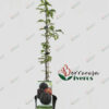 Ciruelo EBONY® 88 - Imagen 2