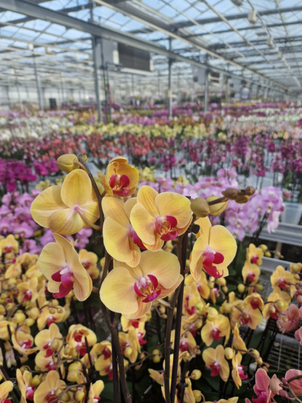 Phalaenopsis Color Mix - Imagen 2