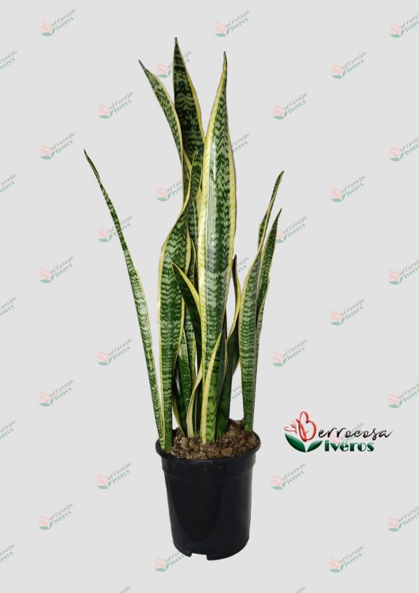 Sansevieria