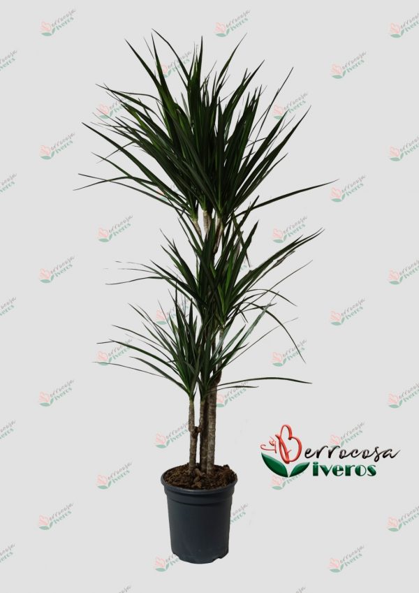 Dracena marginata