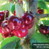 Cerezo Nimba® Raiz desnuda