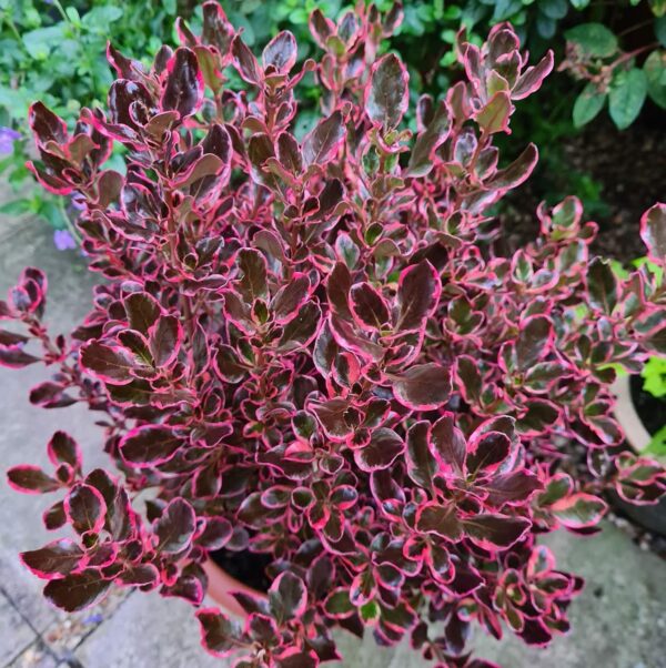 Coprosma Pacific eclipse - Imagen 2