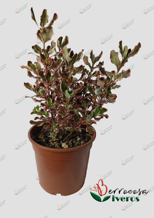 Coprosma Pacific eclipse