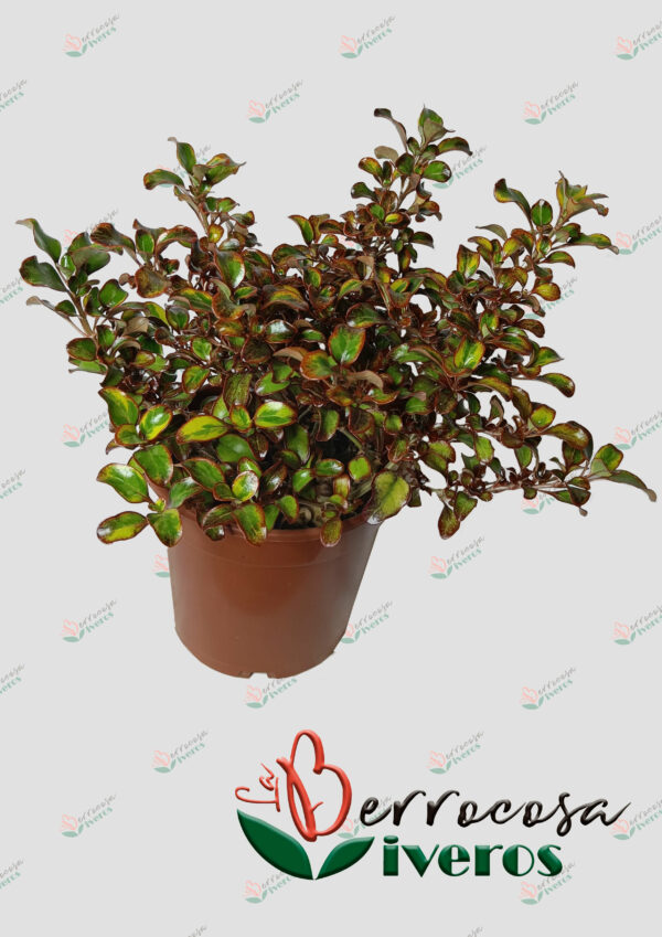 Coprosma Scarlet O’Hara