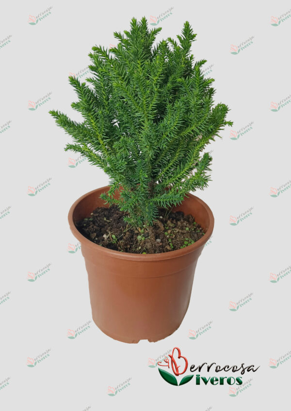 Cryptomeria japonica 'Vilmoriniana'