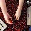 Cerezo Picota (Ambrunes) Raiz desnuda - Imagen 2