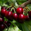 Cerezo Sweet Aryana® Raiz desnuda