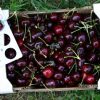 Cerezo picota ( Ambrunes) - Imagen 4
