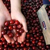 Cerezo picota ( Ambrunes) - Imagen 3