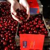 Cerezo picota ( Ambrunes) - Imagen 2