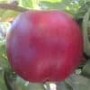 Nectarina EXTREME® CANDY PRO 614 - Imagen 4