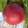Nectarina EXTREME® CANDY PRO 614