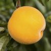 Melocotonero amarillo-pavía Cinca®