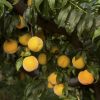 Melocotonero amarillo-pavía Cinca® - Imagen 2