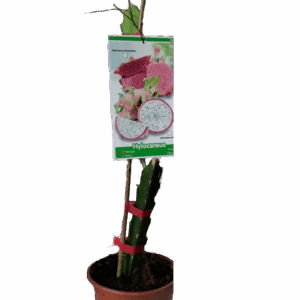 Esqueje de Pitaya, Fruta del Dragón, Pitahaya de Viveros la Berrocosa Alt Aprox. 40cm