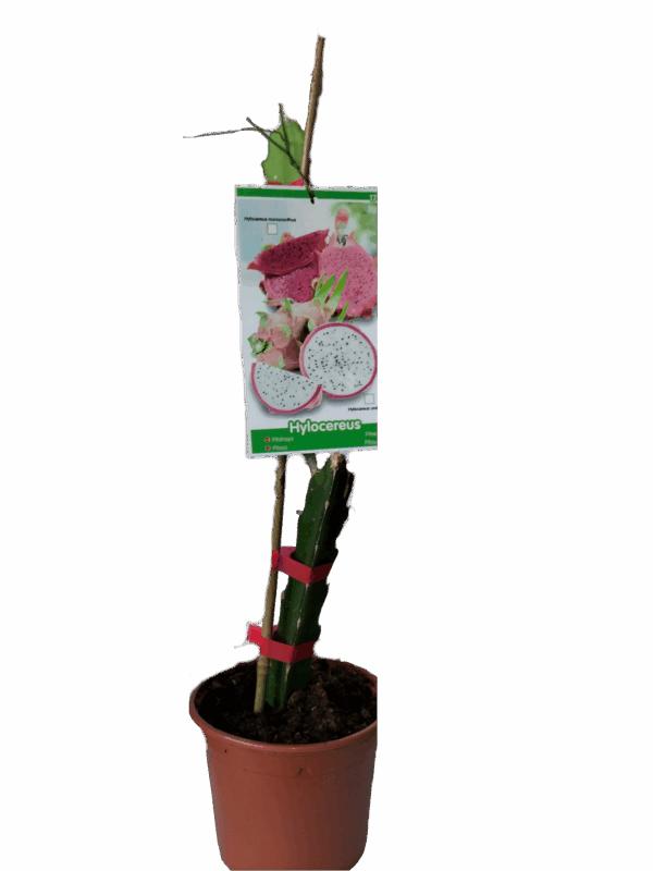 Esqueje de Pitaya, Fruta del Dragón, Pitahaya de Viveros la Berrocosa Alt Aprox. 40cm