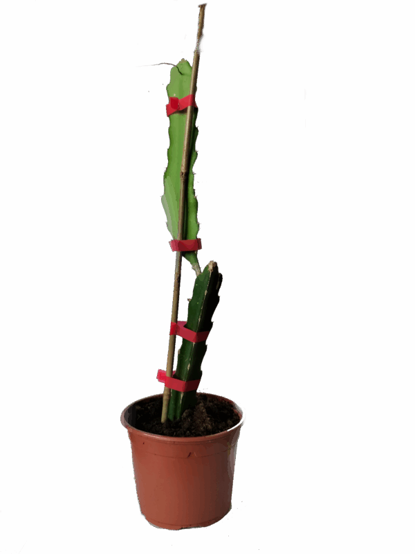 Esqueje de Pitaya, Fruta del Dragón, Pitahaya de Viveros la Berrocosa Alt Aprox. 40cm - Imagen 2