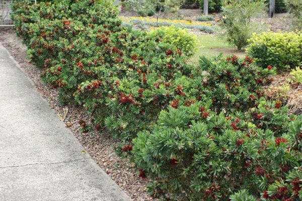 Better John™ Callistemon viminalis en maceta - Imagen 3