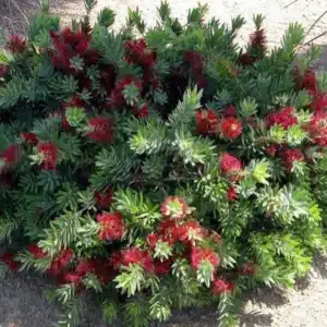Better John™ Callistemon viminalis en maceta