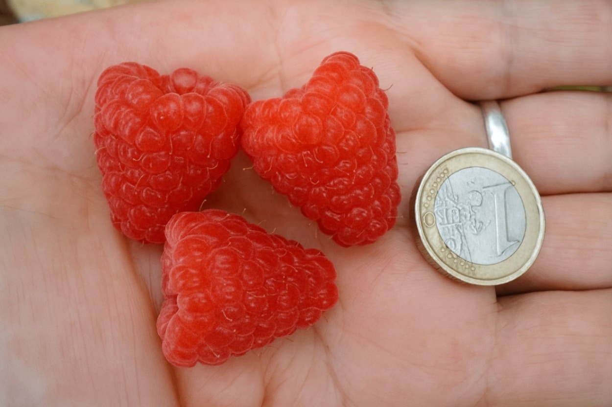 Frambuesa Enrosadira® – Rubus idaeus Pack 10 und Raiz desnuda - Imagen 3