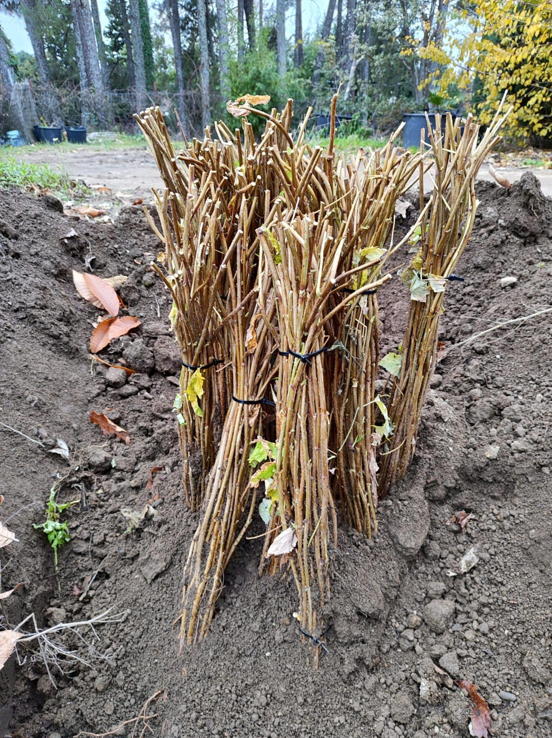 Frambuesa Enrosadira® – Rubus idaeus Pack 10 und Raiz desnuda - Imagen 2