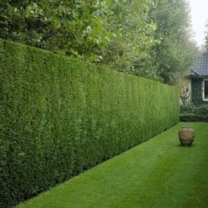 Ciprés Leylandii (Pack 12 und) de Viveros la Berrocosa en maceta M-10.5