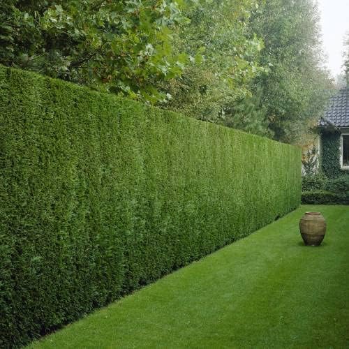 Ciprés Leylandii (Pack 12 und) de Viveros la Berrocosa en maceta M-10.5