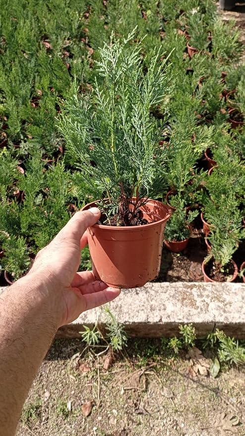 Ciprés Leylandii (Pack 12 und) de Viveros la Berrocosa en maceta M-10.5 - Imagen 3