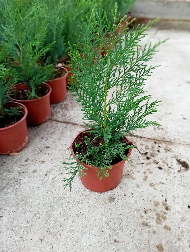 Ciprés Leylandii (Pack 12 und) de Viveros la Berrocosa en maceta M-10.5 - Imagen 2