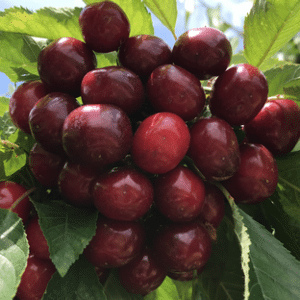 Cerezo Nimba® Maceta