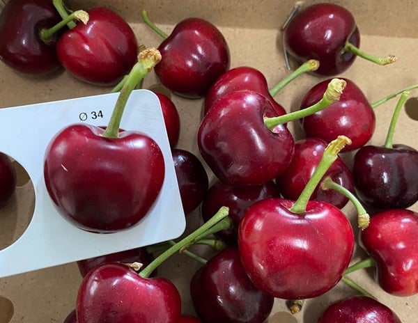 Cerezo Royal Bailey (cov) - Imagen 3