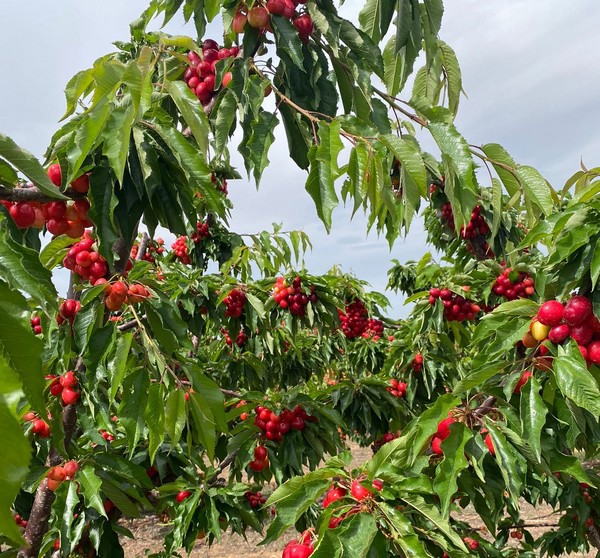 Cerezo Royal Bailey (cov) - Imagen 2