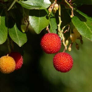 Madroño en Semi-Copa