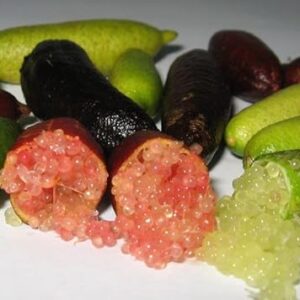 Frutal Arbol Caviar citrico Pack 2 unidades (1 Blanca - 1 Rosa) Alt. Aprox. 35-40 cm