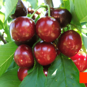 Cerezo FRISCO C.O.V.