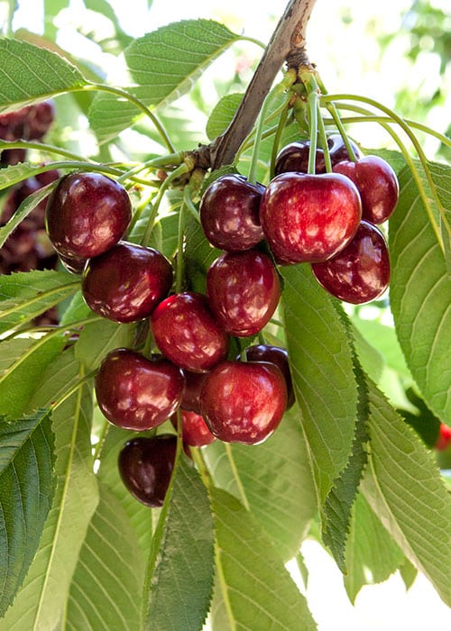 Cerezo Royal Tioga (cov)