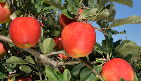 Manzano DALICLASS C.O.V. - Imagen 4