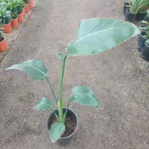 Strelitzia Nicolai – Ave del Paraíso Gigante  Alt: 60 cm
