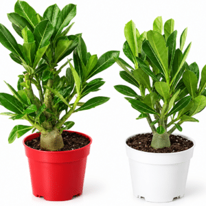 Rosa del Desierto Adenium Obesum – Pack 2 Plantas Naturales en Maceta de 10,5 cm – Altura Aprox. 20 cm – Flores Color Mix – Planta Tropical